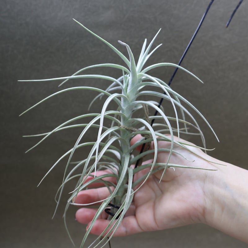スイートイザベル ( テクトラム×パレアセア ) 38号 | air-plants TENG