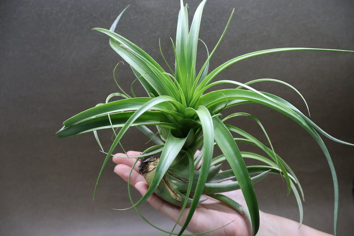 ロシー 04号 | air-plants TENGU-DO