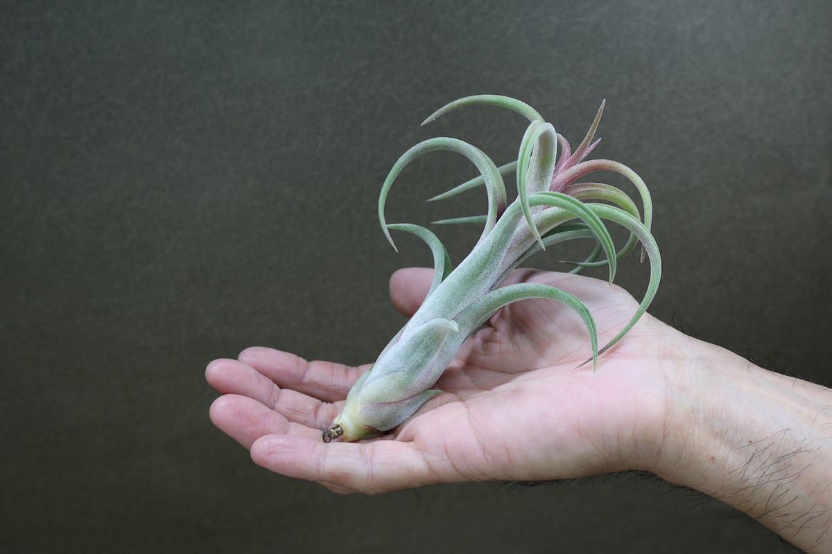 Tillandsia Ramellae 速達発送 Ꭲ.Ramellae | 【Good Field】エアープランツ専門店