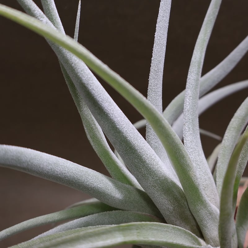 ベアコレアーレ × ハリシー 02号 | air-plants TENGU-DO