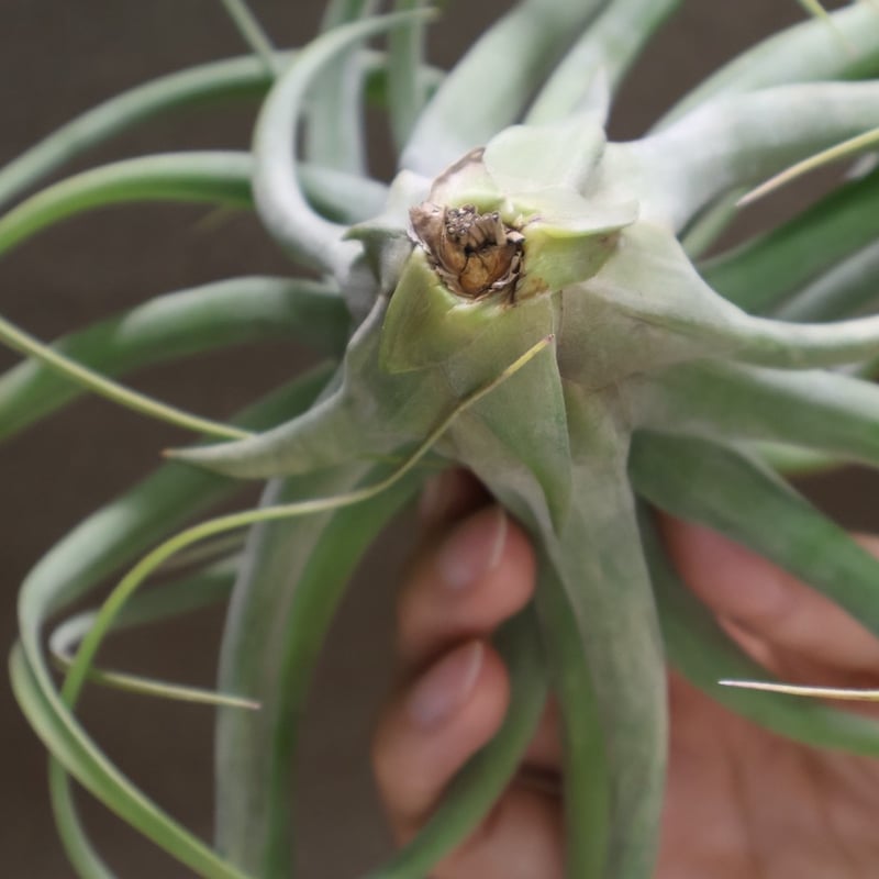 チランジア コンコロール × ストレプトフィラ セレクテッド コンコロール×ストレプトフィラ 16号 | air-plants TENGU-DO
