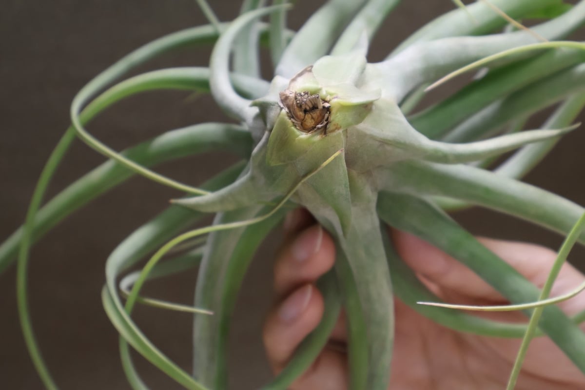 コンコロール×ストレプトフィラ 16号 | air-plants TENGU-DO