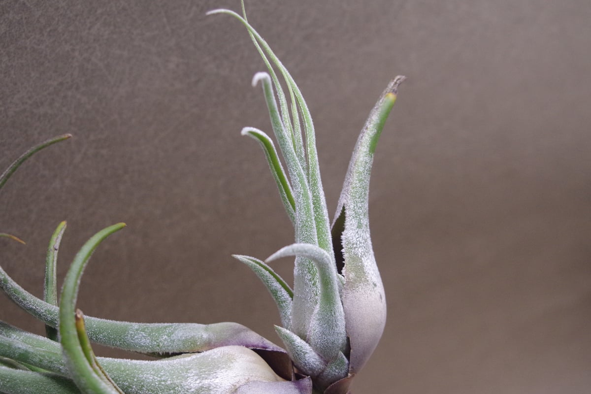 セレリアナ XL size 27号 | air-plants TENGU-DO