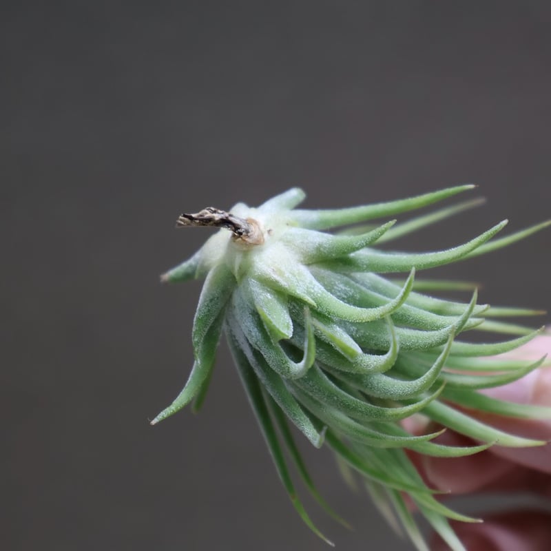 イオナンタ アルボマージナータ 40号 | air-plants TENGU-DO