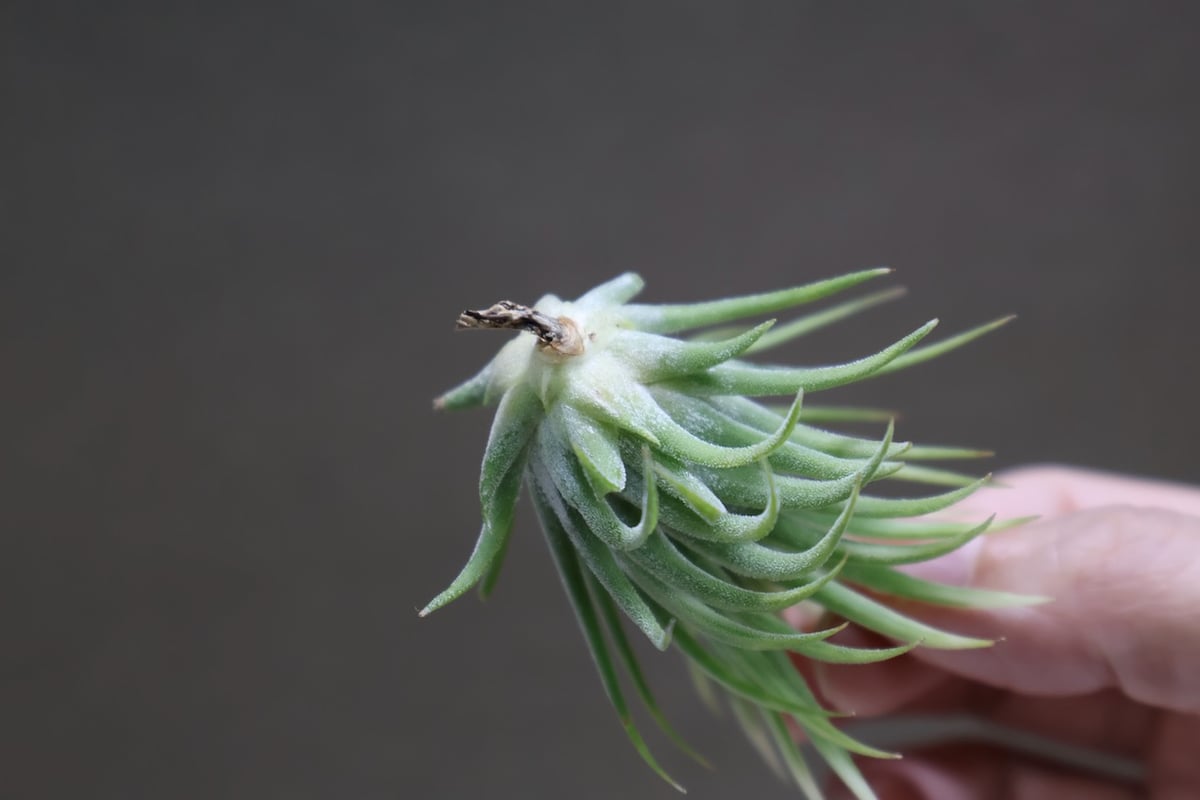 斑入り ケスネリア テストゥード アルボマージナータ 斑入り