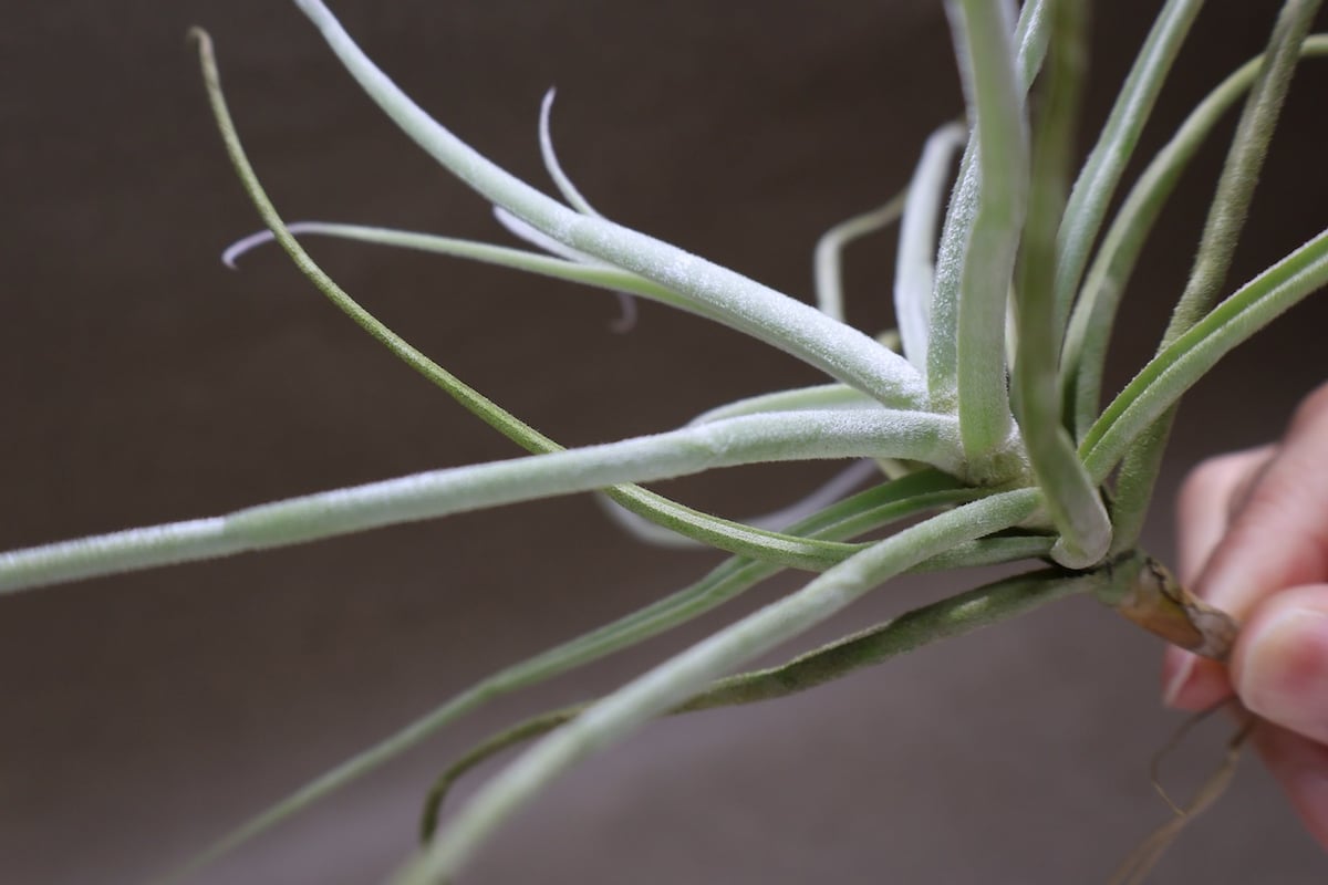 ストレプトカルパ 04号 | air-plants TENGU-DO