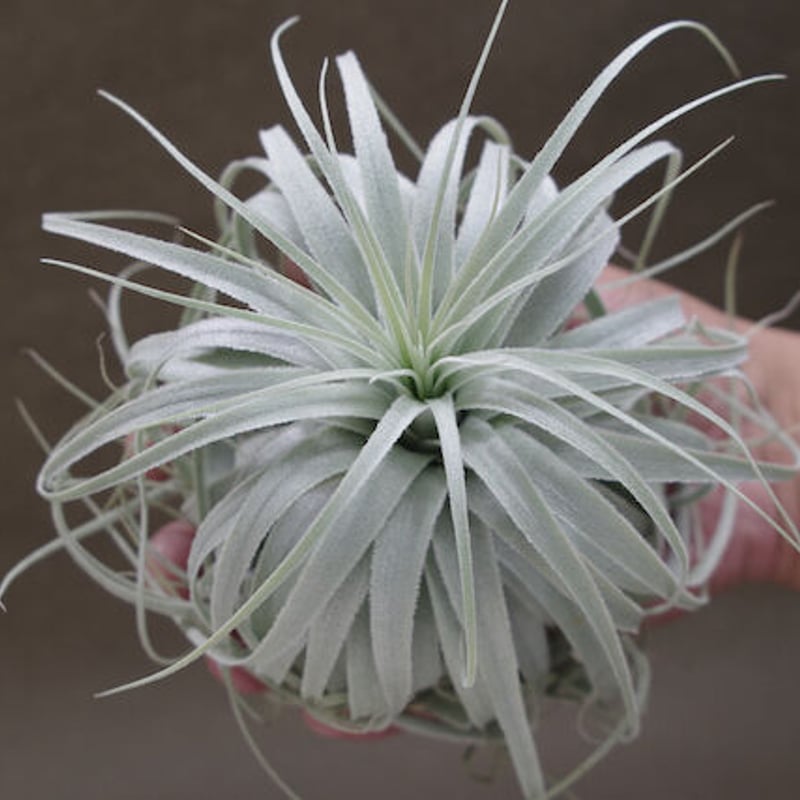 Tillandsia chapeuensis 速達発送 ティランジア・チャペウエンシス XLサイズ | 多肉植物・特別な鉢
