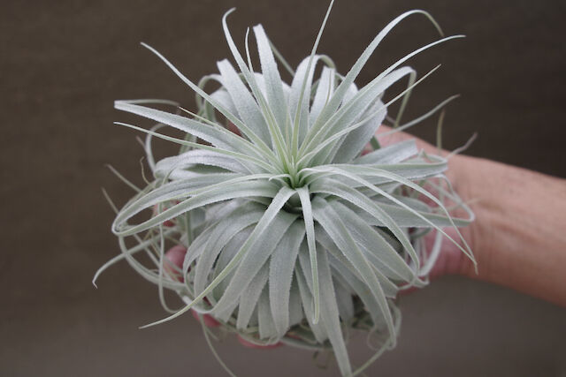 チャペウエンシス チュリフォルミス 01号 | air-plants TENGU-DO