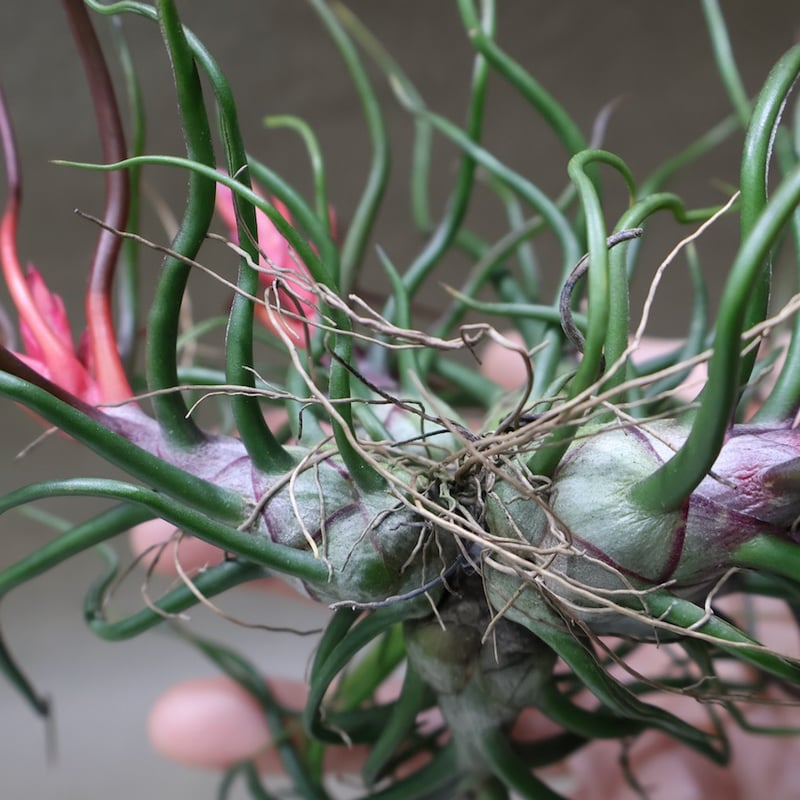 チランジア ブルボーサクランプ 流木付 ブルボーサ クランプ 24号 | air-plants TENGU-DO