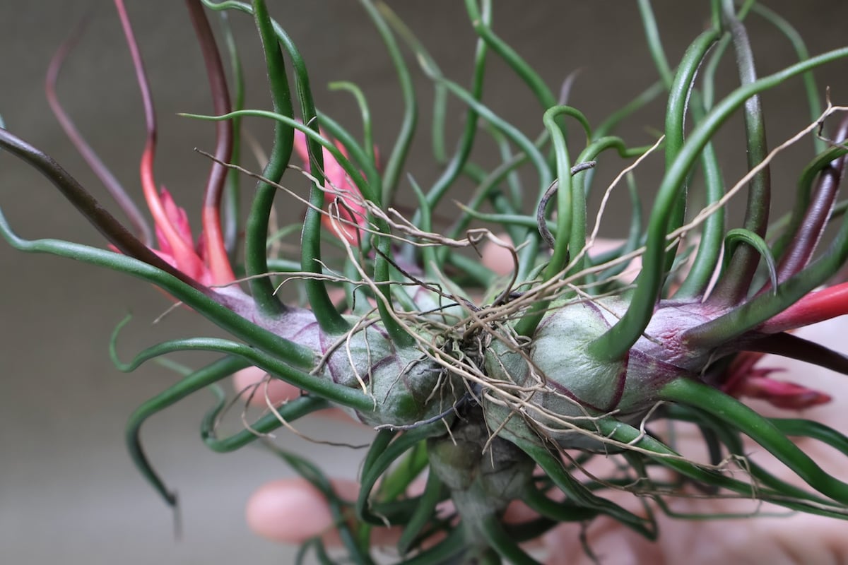 チランジア ブルボーサクランプ 流木付 ブルボーサ クランプ 24号 | air-plants TENGU-DO