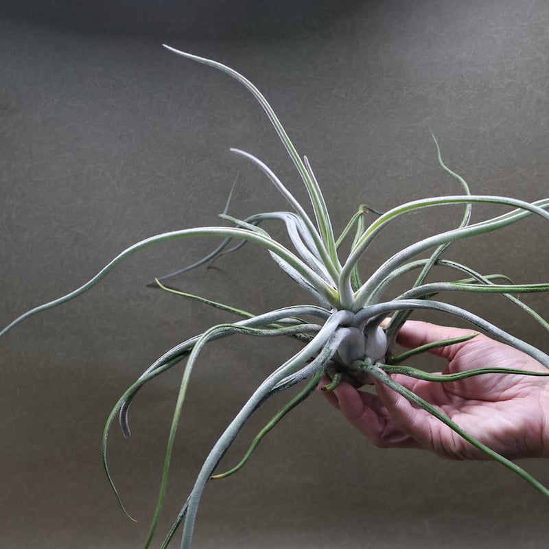 ティー／タイ （エーレルシアナ×ブルボーサ） 20号 | air-plants TENGU-DO