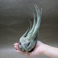 アプレタード BRT 01号 | air-plants TENGU-DO