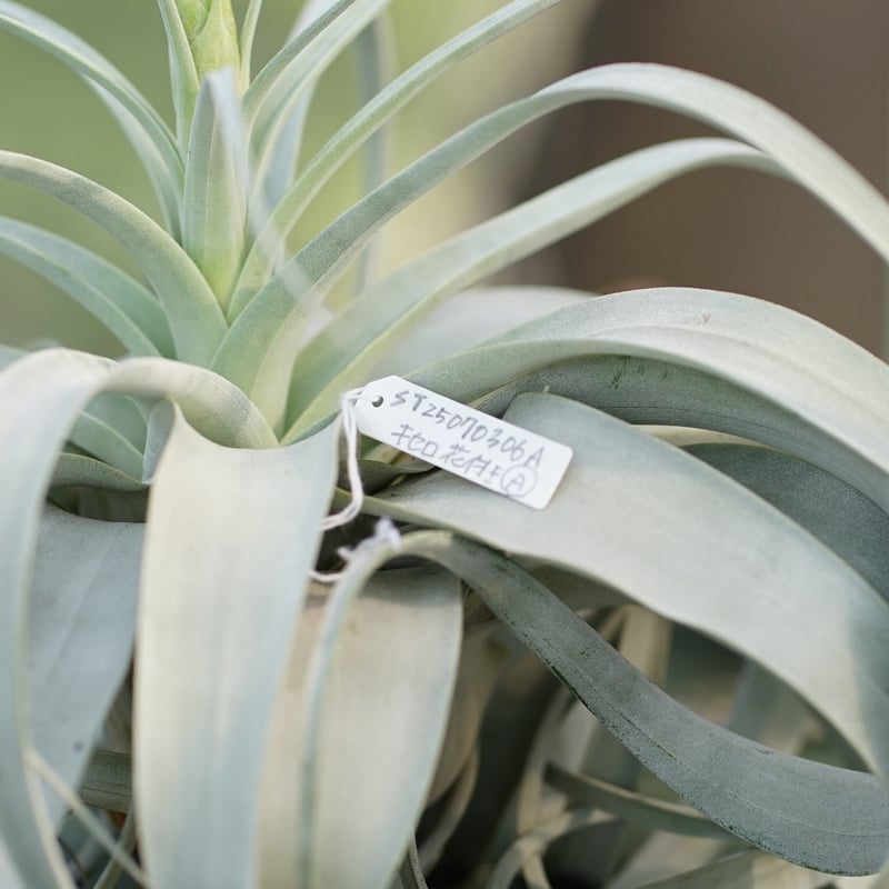 スタッフ特選】キセログラフィカ 花芽付き A号 | air-plants TENGU-DO