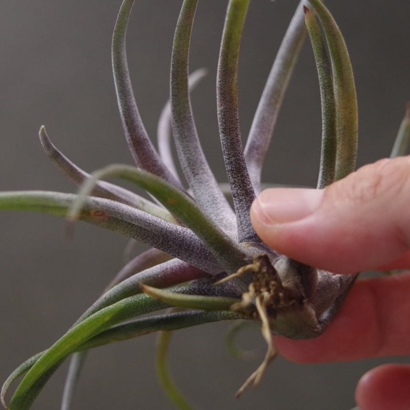 カピタータ ドミンゲンシス 09号 | air-plants TENGU-DO