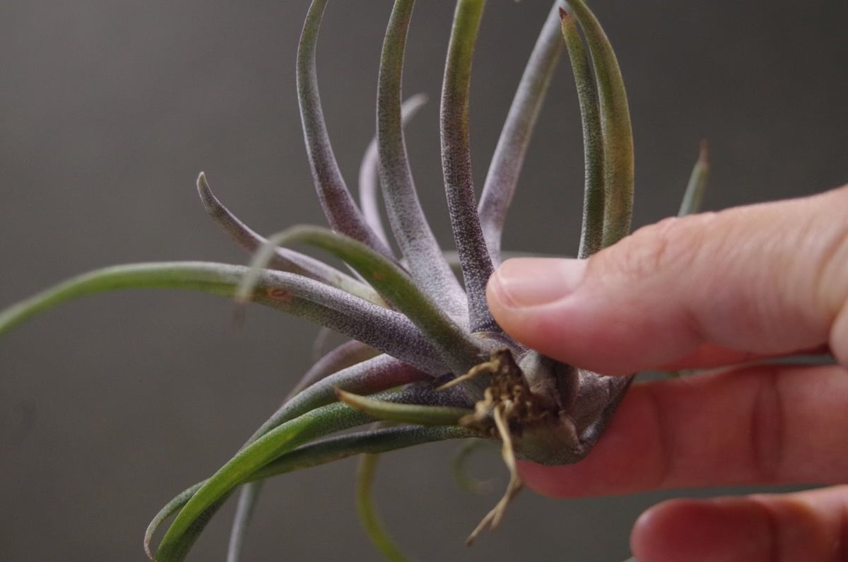 カピタータ ドミンゲンシス 09号 | air-plants TENGU-DO