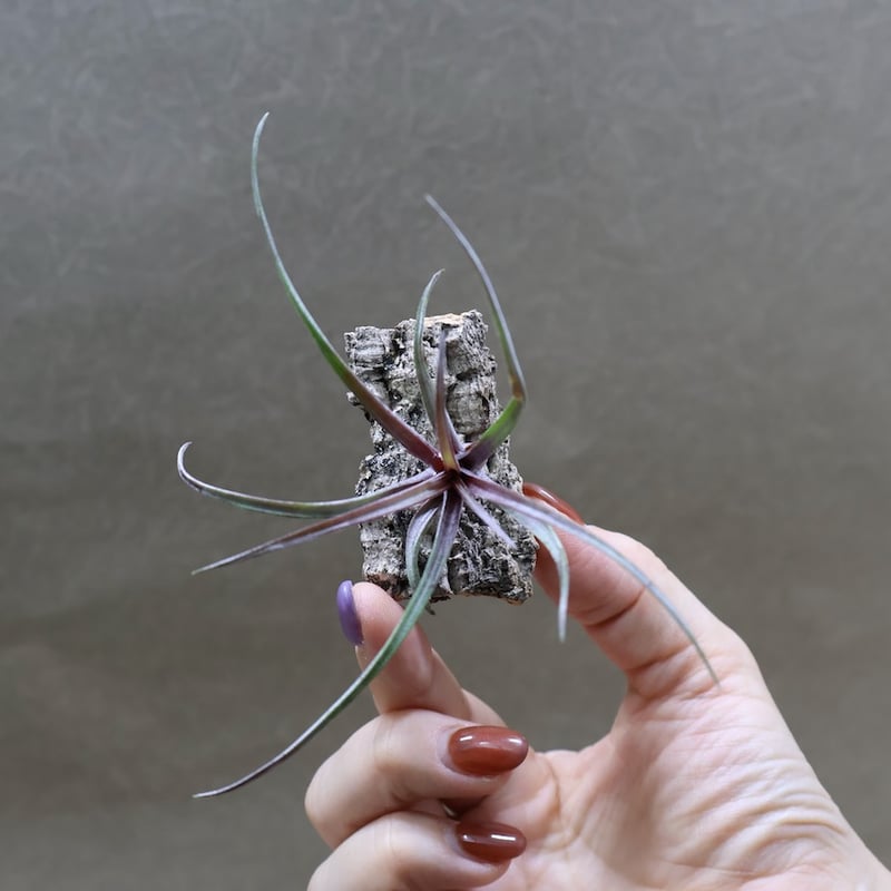 カピタータ ドミンゲンシス 41号 | air-plants TENGU-DO