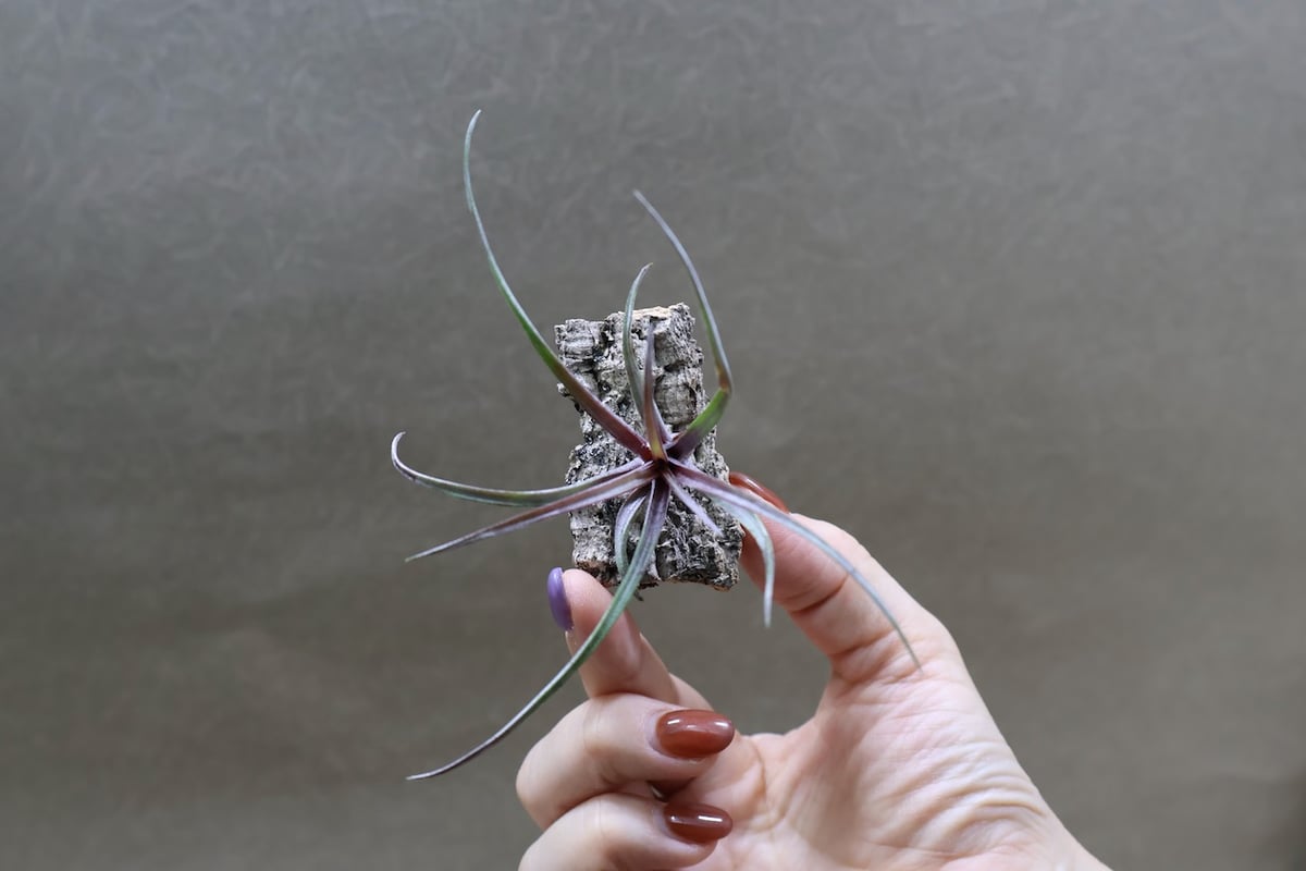 カピタータ ドミンゲンシス 41号 | air-plants TENGU-DO