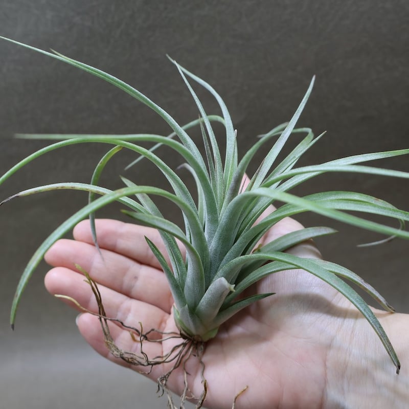 ピージェイズ ストリクタ プライズ（イオナンタストリクタ x