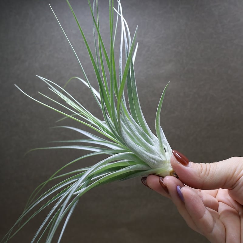 ガルドネリ × ゲミニフローラ 02号 | air-plants TENGU-DO