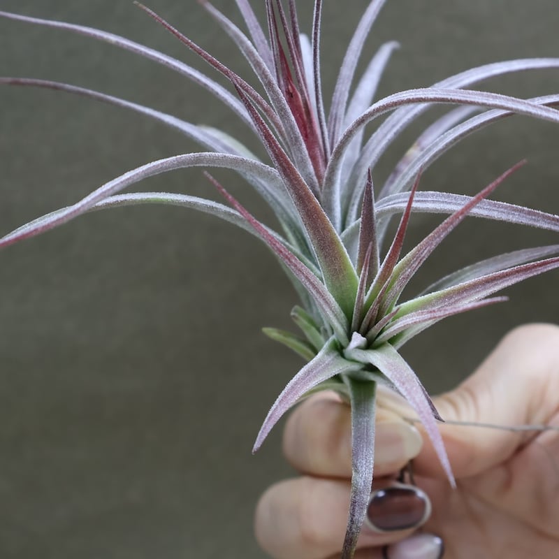 シーディアナ × イオナンタストリクタ 09号 | air-plants TENGU-DO
