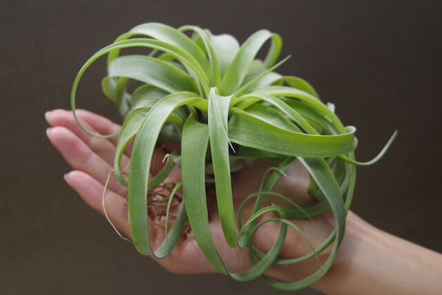 ティランジア マイスイートローズ チランジア ／ マイスイートローズ