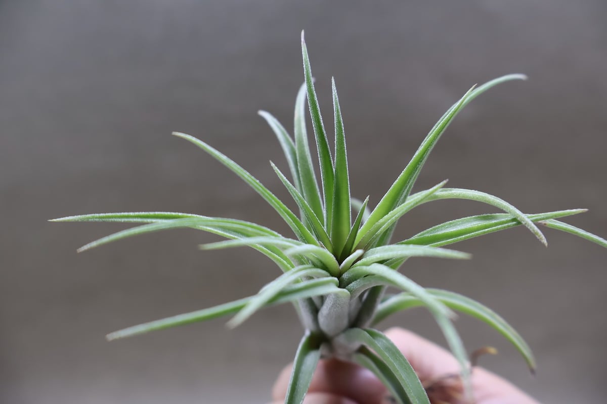 〈菫〉Tillandsia リオホンドエンシス R F x イオナンタフエゴ リオホンドエンシス x イオナンタ【スタッフ特選】 | air-plants TENGU-DO