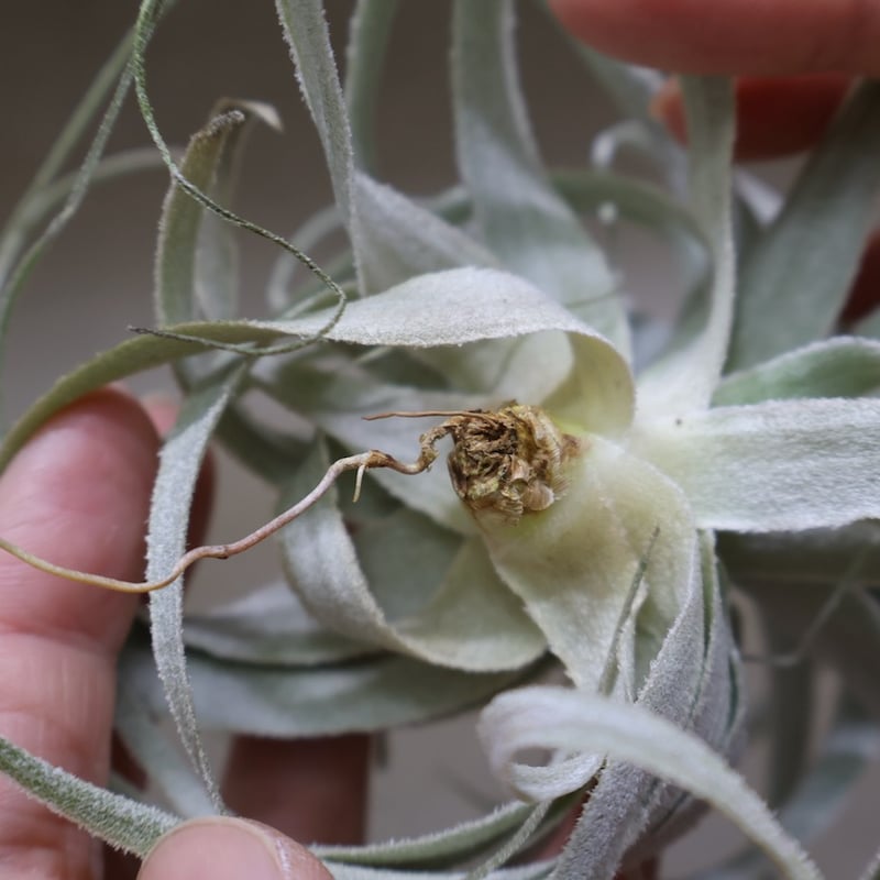 チャペウエンシス 07号 | air-plants TENGU-DO