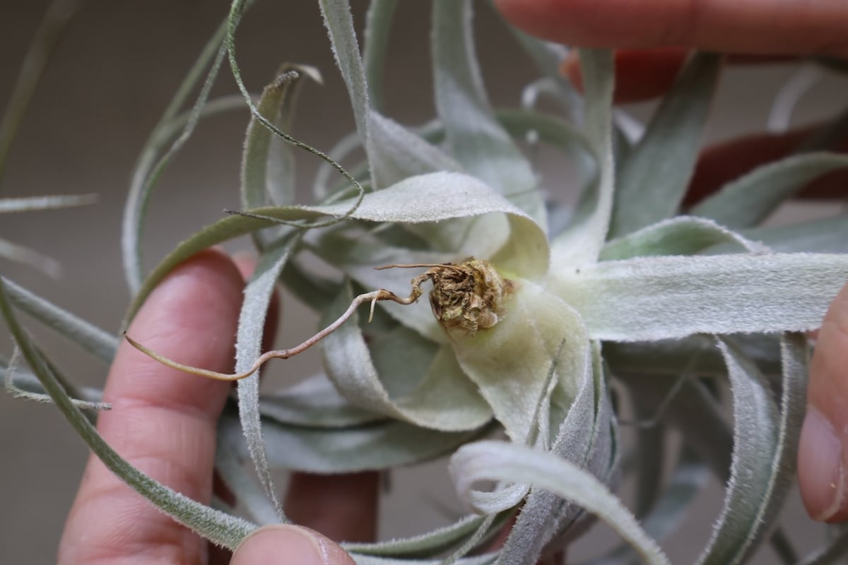 チャペウエンシス 07号 | air-plants TENGU-DO