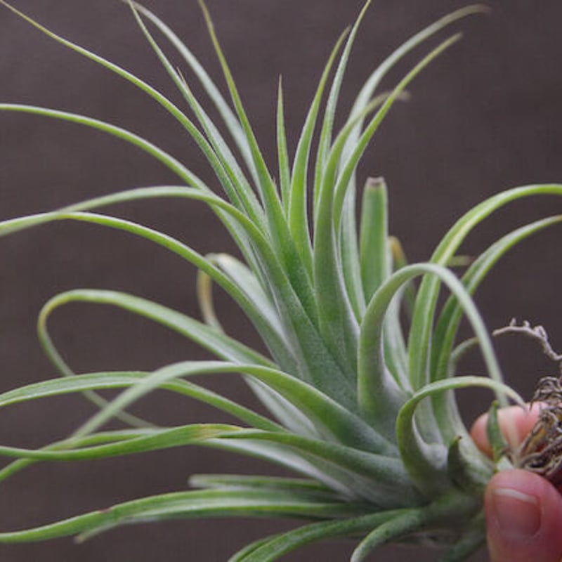 ローランドゴッセリニー × イオナンタギガンテ 03号 | air-plants TENGU-DO