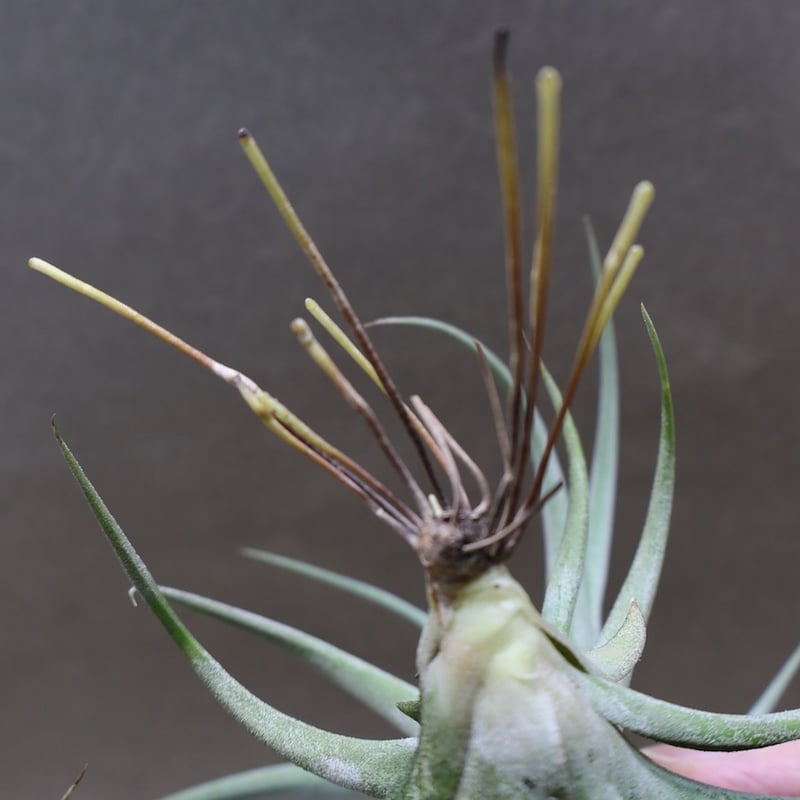 キセログラフィカ × イオナンタバンハイニンギー 03号 | air-plants