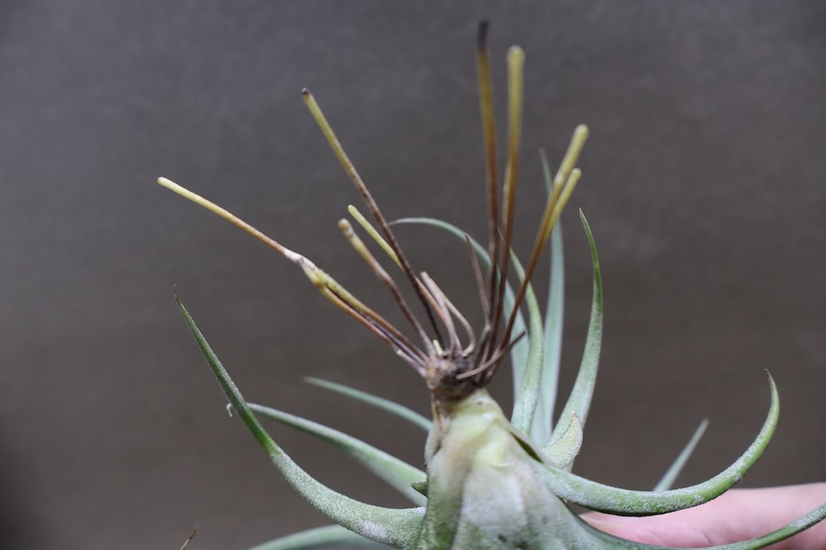 キセログラフィカ x イオナンタ　チランジア キセログラフィカ x イオナンタ xerographica x ionantha