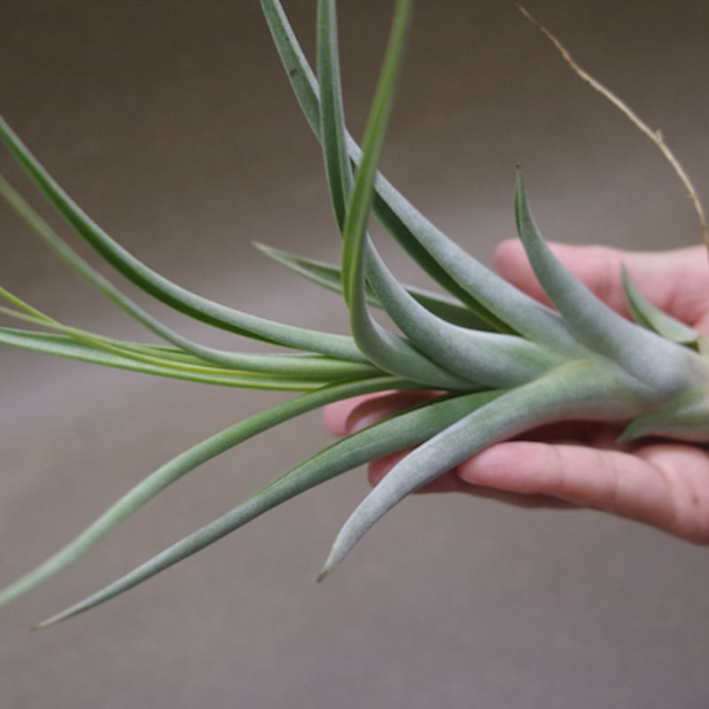 チランジア　カプトメデューサ x コンコロール コンコロール x カプトメドーサエ 02号 | air-plants TENGU-DO