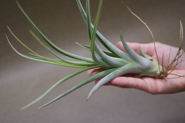 コンコロール x カプトメドーサエ 02号 | air-plants TENGU-DO