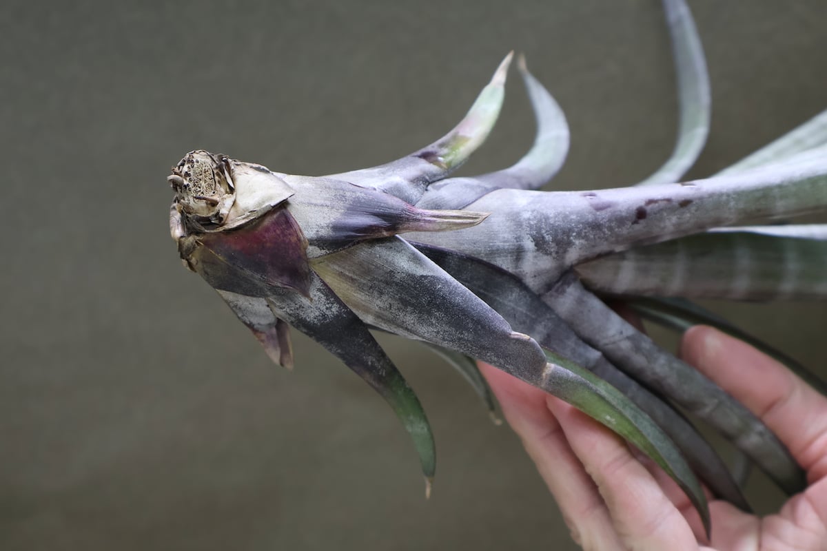 ヒルダエ 49号 | air-plants TENGU-DO