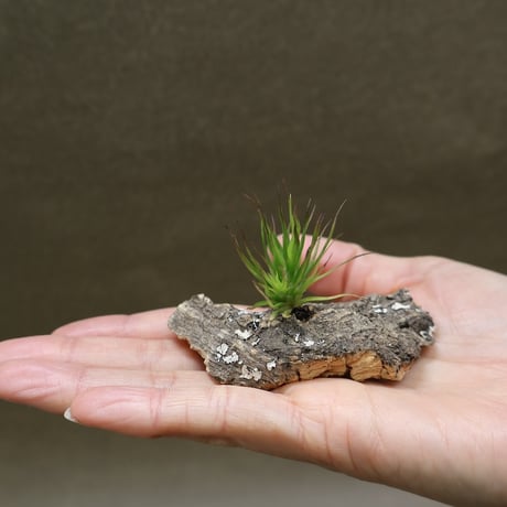 CATEGORY エアープランツ（ティランジア） | air-plants TENGU-DO