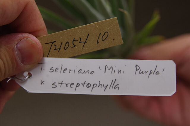 Tillandsia Seleriana Mini Purple 速達発送 Tillandsia Seleriana Mini Purple 速達発送 Seleriana Mini
