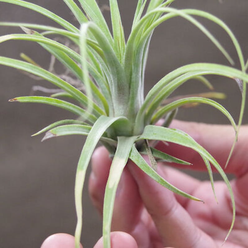 ローランドゴッセリニー × イオナンタギガンテ 02号 | air-plants TENGU-DO