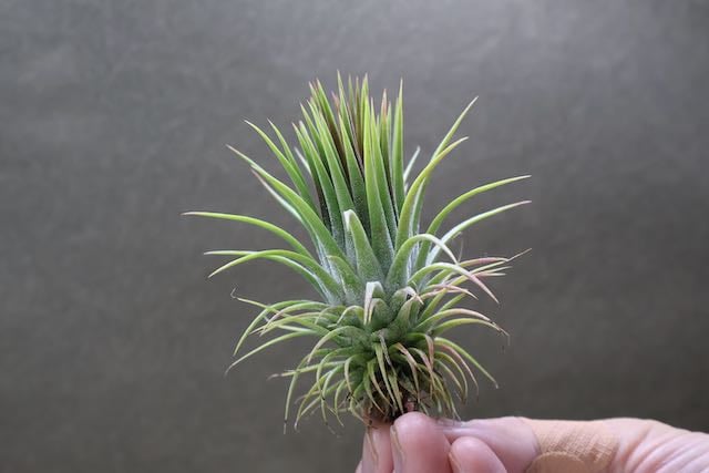 イオナンタ トーテムポール 01号 | air-plants TENGU-DO