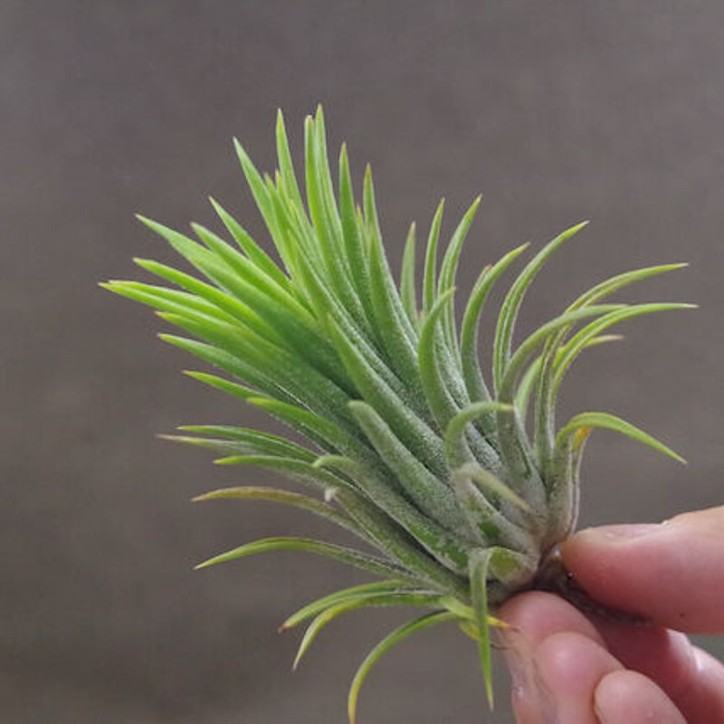 【みぃこどん】Tillandsia 4点セット ストレプトフィラ × セレリアナ） × ショータイム Sサイズ06号