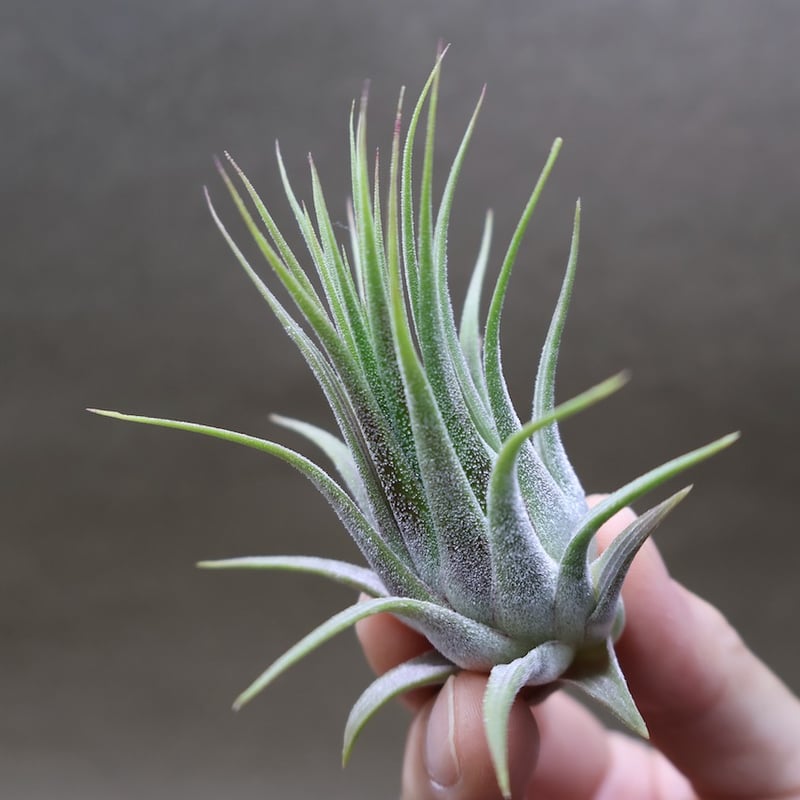 【まぁ様確認用】　イオナンタ ストリクタ イオナンタ ストリクタ 08号 | air-plants TENGU-DO