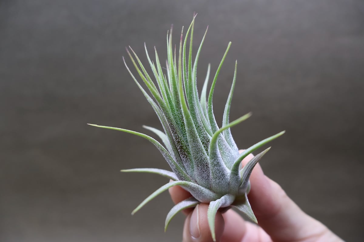 イオナンタ ストリクタ 08号 | air-plants TENGU-DO