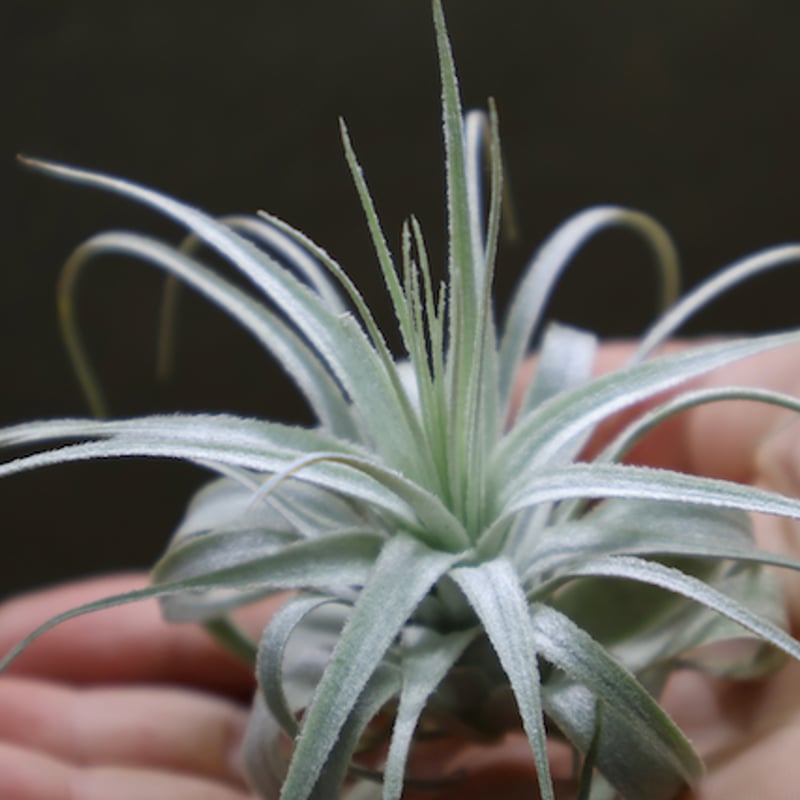 チャペウエンシス 01号 | air-plants TENGU-DO