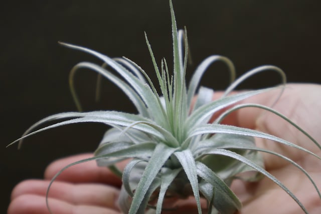 チャペウエンシス 01号 | air-plants TENGU-DO