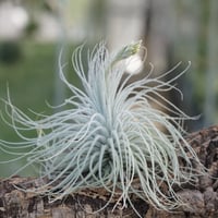 【訳あり】イオナンタ メキシカンゼブラ 訳あり】イオナンタ メキシカンゼブラ