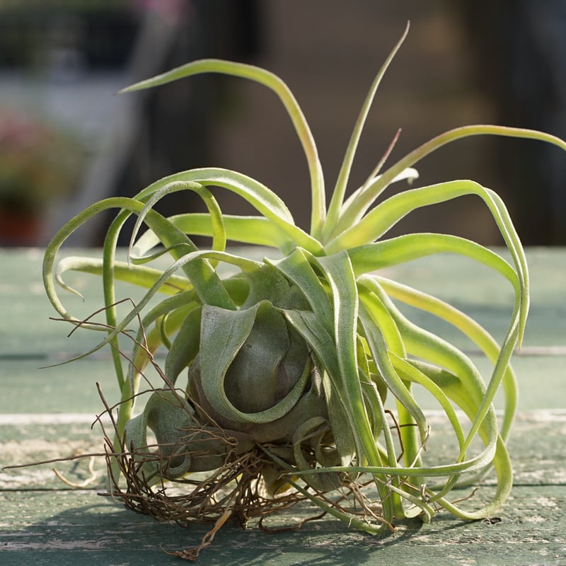スタッフ特選】ストレプトフィラ 子株 B号 | air-plants TENGU-DO