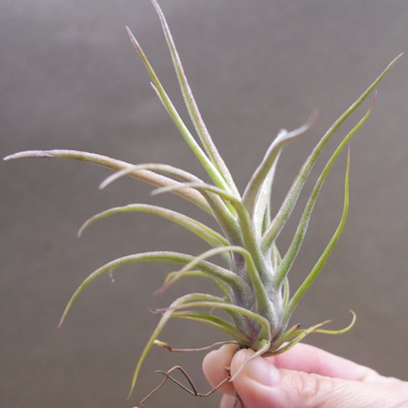 ティムズツイスター × レックス 02号 | air-plants TENGU-DO