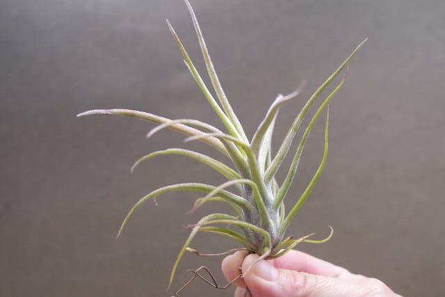 ティムズツイスター × レックス 02号 | air-plants TENGU-DO