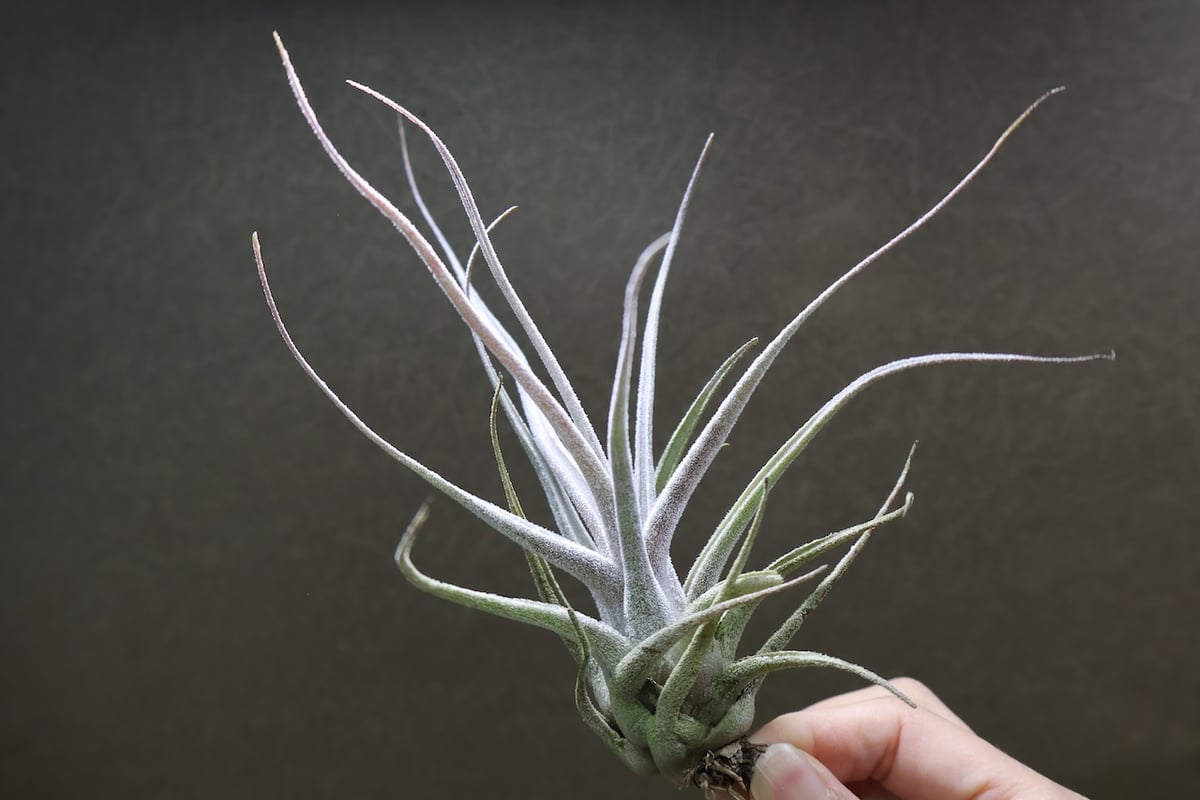 【現品】チランジア・エーレルシアナ　A5番　エアープランツ（エアプランツ） エーレルシアナ – Air Plant Hub