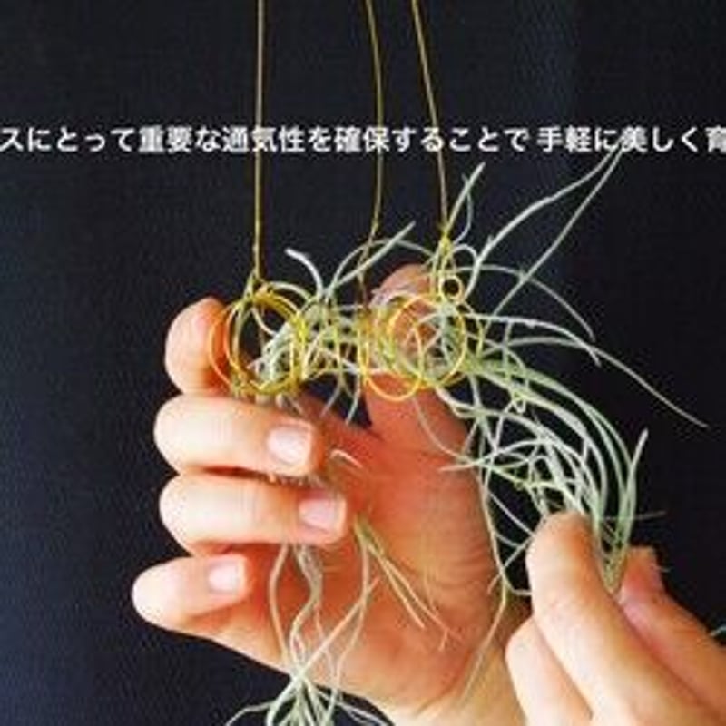 ウスネオイデス 専用ハンガー 《代引き不可》 | air-plants TENGU-DO