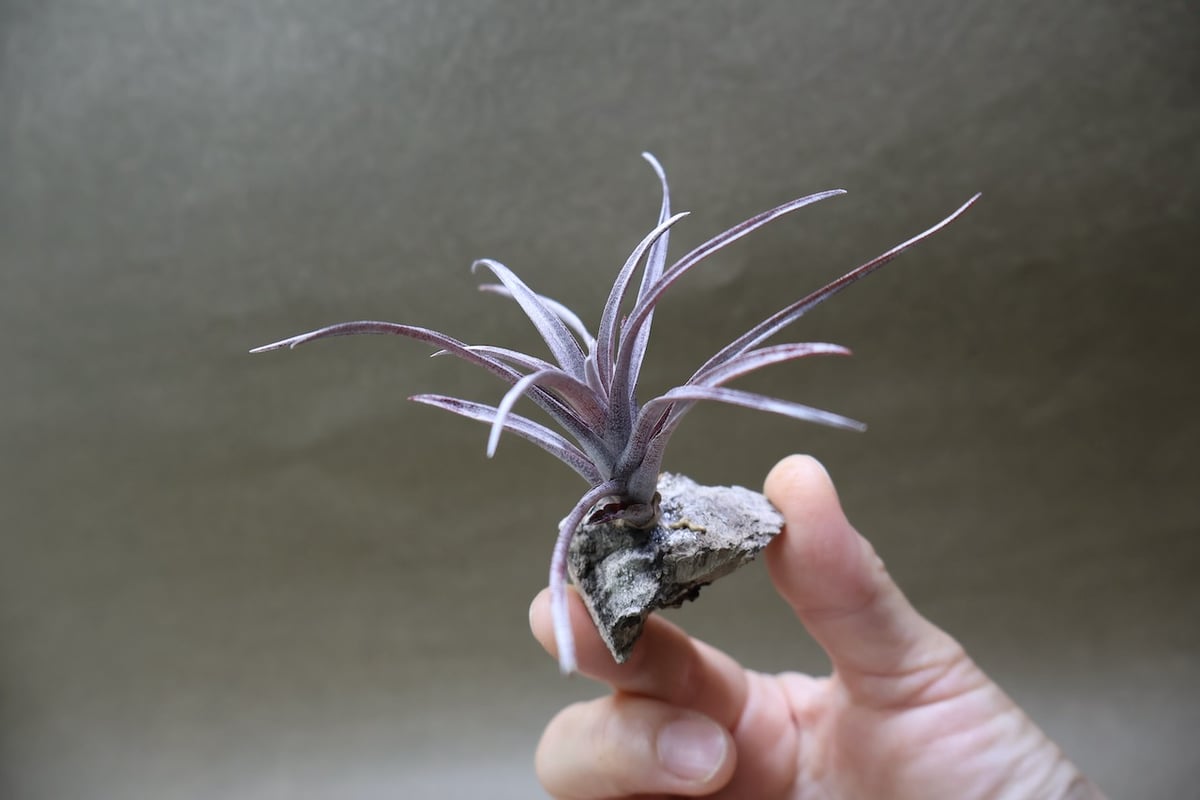 カピタータ ドミンゲンシス 47号 | air-plants TENGU-DO